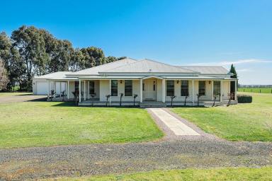 Livestock For Sale - VIC - Hamilton - 3300 - Position – Presentation – Productivity  (Image 2)