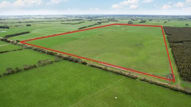 Livestock For Sale - VIC - Terang - 3264 - First Class - Tightly Held Outpaddock  (Image 2)