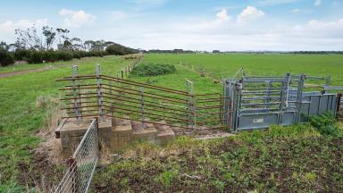 Livestock For Sale - VIC - Terang - 3264 - First Class - Tightly Held Outpaddock  (Image 2)