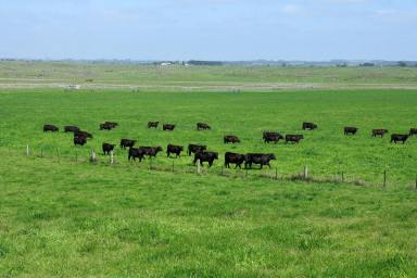 Livestock For Sale - VIC - Hawkesdale - 3287 - Droughtproof Fodder Factory – Beef – Dairy Inputs – Intensive Crops  (Image 2)