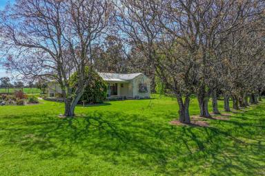 Cropping For Sale - VIC - Echuca - 3564 - PEACEFUL RURAL HOLDING ON 113 ACRES (Image 2)