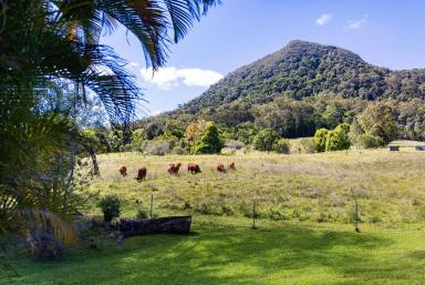 House For Sale - QLD - Eerwah Vale - 4562 - Country Charm with Mount Eerwah View  (Image 2)