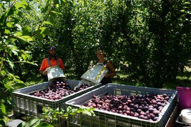Horticulture For Sale - QLD - Pikedale - 4380 - DIVERSIFIED HORTICULTURAL OPERATION  (Image 2)