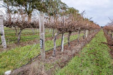 Lifestyle For Sale - SA - Coonawarra - 5263 - "Coonawarra" Land - Divestment Opportunities (Image 2)