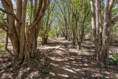 Acreage/Semi-rural For Sale - QLD - Veteran - 4570 - 23 Acres, Two Titles & Endless Potential - Just 10 Minutes from Gympie  (Image 2)