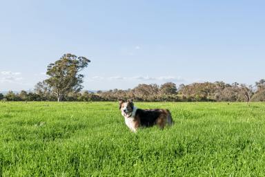 Residential Block Auction - NSW - Murrumbateman - 2582 - Your Future Country Home Starts Here  (Image 2)