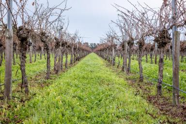 Lifestyle For Sale - SA - Coonawarra - 5263 - Bellairs Vineyard West - V & A Lane, Coonawarra  (Image 2)