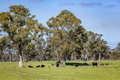 Livestock For Sale - VIC - Lake Mundi - 3312 - 'RUTHVEN' | Grass, Water & Proven Performance  (Image 2)