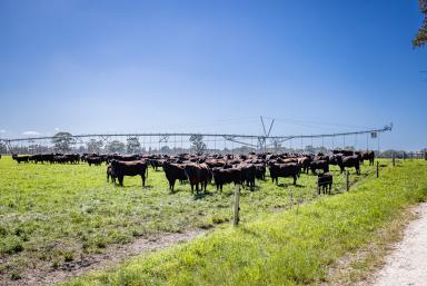 Livestock For Sale - VIC - Lake Mundi - 3312 - 'RUTHVEN' | Grass, Water & Proven Performance  (Image 2)