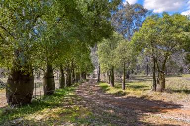 Lifestyle For Sale - NSW - Tamworth - 2340 - SECLUDED LIFESTYLE LIVING WITHIN MINUTES TO CBD  (Image 2)