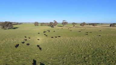 Other (Rural) Auction - SA - Penola - 5277 - High Rainfall Grazing (Image 2)