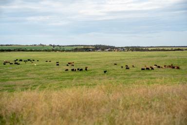 Mixed Farming For Sale - SA - Wanbi - 5310 - Landmark Scale in the Murray Mallee (Image 2)