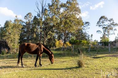 Lifestyle For Sale - NSW - Elrington - 2325 - Make Me Shine  (Image 2)
