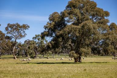 Other (Rural) For Sale - SA - Bool Lagoon - 5271 - Expressions of Interest Close 3rd December 2026  (Image 2)