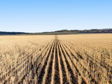 Cropping For Sale - QLD - Mount Tyson - 4356 - Prime Darling Downs Acreage - Productivity Meets Possibility  (Image 2)