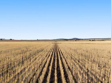 Cropping For Sale - QLD - Mount Tyson - 4356 - Prime Darling Downs Acreage - Productivity Meets Possibility  (Image 2)