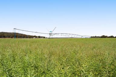 Mixed Farming For Sale - QLD - Ellangowan - 4361 - 'Koondooloo' – Place of Many Waterholes. Succession Requires Sale! (Image 2)