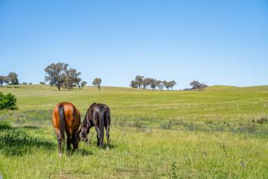 Lifestyle For Sale - NSW - Canowindra - 2804 - GREAT HOME – BIG SHED – 12.47 ACRES  (Image 2)