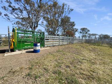 Livestock For Sale - QLD - Coalbank - 4352 - BALLYNEW - OFFERED AS ONE OR THREE SEPARATE TITLES (Image 2)