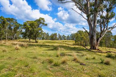 Lifestyle For Sale - NSW - Hogarth Range - 2469 - DEEP IN THE JUNGLE  (Image 2)