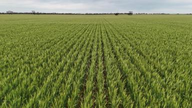 Cropping For Sale - SA - Kainton - 5552 - HIGHLY REGARDED CROPPING PROPERTY  (Image 2)