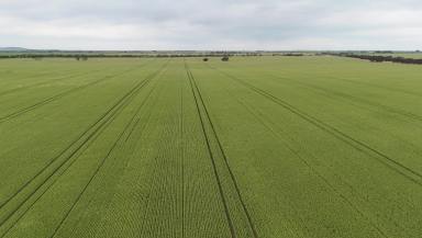 Cropping For Sale - SA - Kainton - 5552 - HIGHLY REGARDED CROPPING PROPERTY  (Image 2)