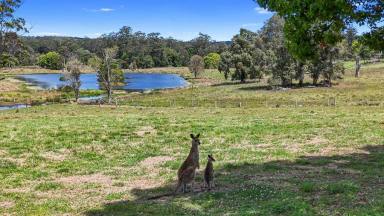 House For Sale - QLD - Pinbarren - 4568 - PRIME NOOSA HINTERLAND PROPERTY  (Image 2)