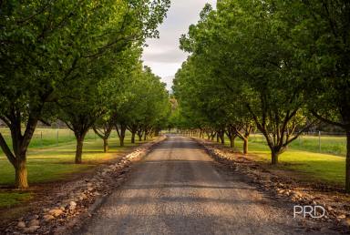 Acreage/Semi-rural For Sale - NSW - Table Top - 2640 - THE COMPLETE LIFESTYLE PACKAGE  (Image 2)