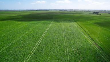 Livestock For Sale - VIC - Willatook - 3283 - Productive Late Season Country – Moyne River Flats  (Image 2)