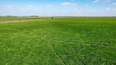 Livestock For Sale - VIC - Willatook - 3283 - Productive Late Season Country – Moyne River Flats  (Image 2)
