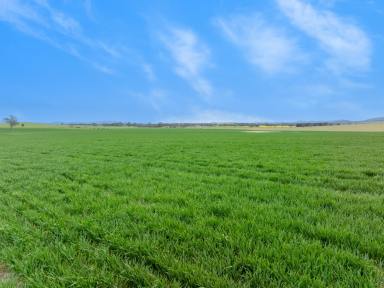 Mixed Farming For Sale - VIC - Ballyrogan - 3375 - FOR SALE FOR THE FIRST TIME IN 140* YEARS  (Image 2)