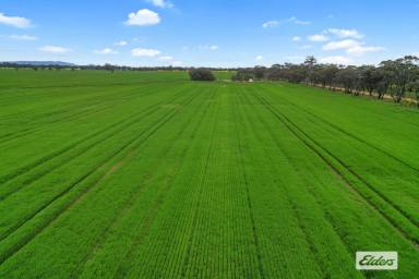 Cropping For Sale - VIC - Wal Wal - 3385 - Exceptional Wimmera Broadacre Opportunity (Image 2)