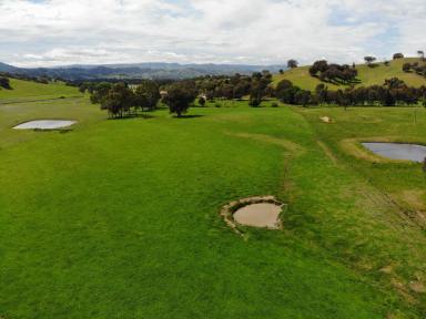 Lifestyle For Sale - NSW - Gocup - 2720 - Fantastic Lifestyle Block  (Image 2)