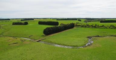 Mixed Farming For Sale - VIC - Hawkesdale - 3287 - NOTED HAWKESDALE GRAZING HOLDING (Image 2)