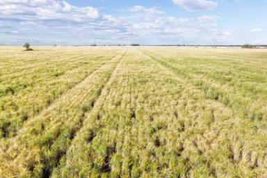 Cropping For Sale - NSW - Moree - 2400 - A Highly Productive Dryland Cropping Opportunity (Image 2)