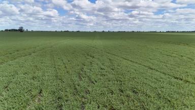 Cropping For Sale - NSW - Moree - 2400 - A Highly Productive Dryland Cropping Opportunity (Image 2)