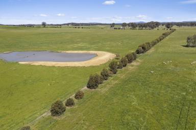 Mixed Farming For Sale - VIC - Moormbool West - 3523 - Tightly Held, Well-Developed Grazing | 586* Acres  (Image 2)