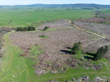 Other (Rural) For Sale - NSW - Mannus - 2653 - REPLANT FORESTRY OPPORTUNITY OR LAND CONVERSION  (Image 2)