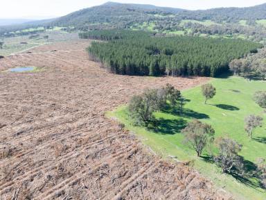 Other (Rural) For Sale - NSW - Mannus - 2653 - REPLANT FORESTRY OPPORTUNITY OR LAND CONVERSION  (Image 2)