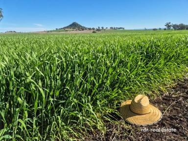 Mixed Farming For Sale - NSW - Delungra - 2403 - THE SPRINGS  (Image 2)