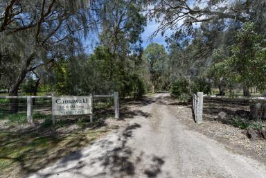 Cropping For Sale - SA - Coonawarra - 5263 - "Camawald" A Rare Coonawarra Lifestyle, Where Rural Living Meets Something Truly Special  (Image 2)