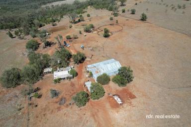 Mixed Farming For Sale - NSW - Warialda - 2402 - MOUNT TOOLIMBAH  (Image 2)