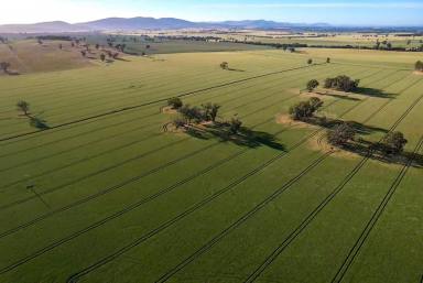 Mixed Farming For Sale - NSW - Cootamundra - 2590 - Premium Cropping and Livestock Opportunity in the South West Slopes Region  (Image 2)