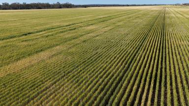 Cropping Auction - NSW - Biniguy - 2399 - Binneguy Station, Biniguy  (Image 2)