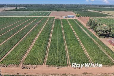 Horticulture For Sale - VIC - Shepparton East - 3631 - Horticultural Land & Infrastructure Opportunity  (Image 2)