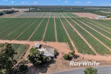 Horticulture For Sale - VIC - Shepparton East - 3631 - Horticultural Land & Infrastructure Opportunity  (Image 2)