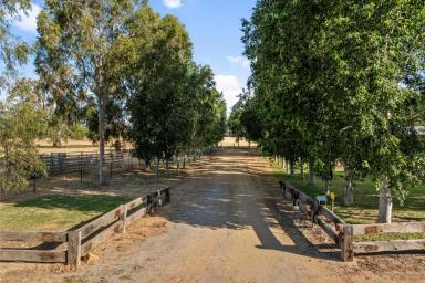 Other (Rural) Auction - NSW - Narrandera - 2700 - Country serenity, town convenience  (Image 2)
