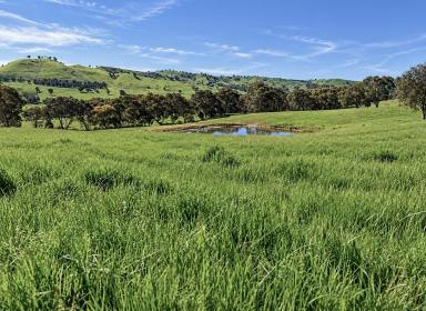 Lifestyle For Sale - VIC - Bethanga - 3691 - "Stephens Hill" Rural lifestyle Vibes!  (Image 2)
