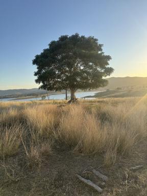Livestock For Sale - QLD - Winya - 4515 - Cattle Grazing Opportunity 360.475 Ha (890.75 Acres); Seqwater Lease Kennedys Road, Winya, QLD 4515  (Image 2)