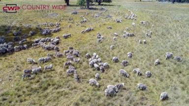 Mixed Farming For Sale - NSW - Glen Innes - 2370 - “Lochmore” – Productive Livestock Country with Lifestyle Appeal  (Image 2)
